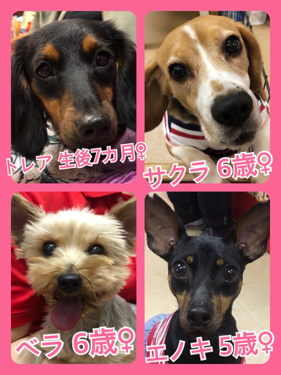 🐾今日の里親様募集中ワンコ🐶メンバーです🐾2019,11,5